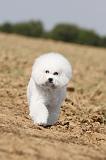 BICHON FRISE 096